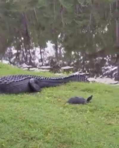 idk if this belongs here