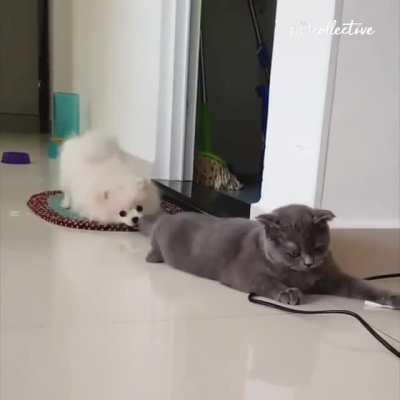hEllHoUnD dRagS iNnoCeNT FeLinE SoUl iNTo tHe DEpThS oF HeLL