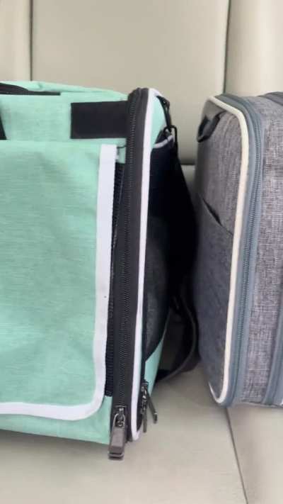 My babies were NOT happy to go to the vet.