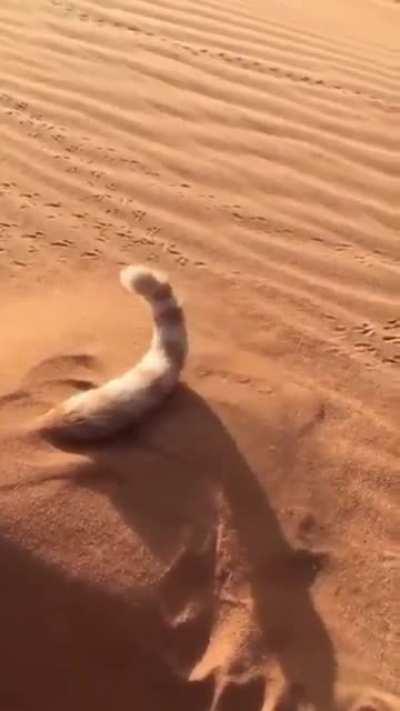Dangerous sand snake