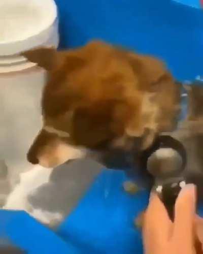 Dog taking a bath
