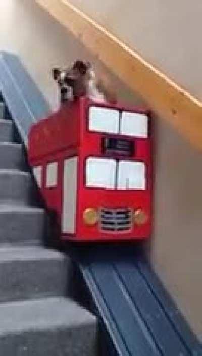 Owner made a slide for her old dog