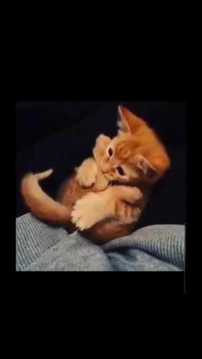 (Not mine) too smol for his own good.