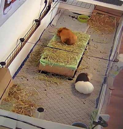 a cute & polite little popcorn