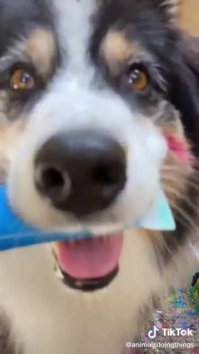 Dog paints a masterpiece!