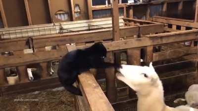 Cat is picking a fight with a sheep