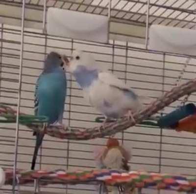 Skylar: here’s some love ❤️ Nugget: I AM NOT AFRAID TO KICK