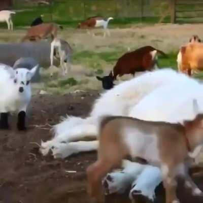 His second job: nany dog!