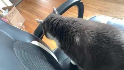 I posted this on r/aww but realized how much more perfect it is here