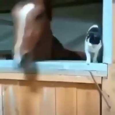 BeelcitosMemes - Video #6366