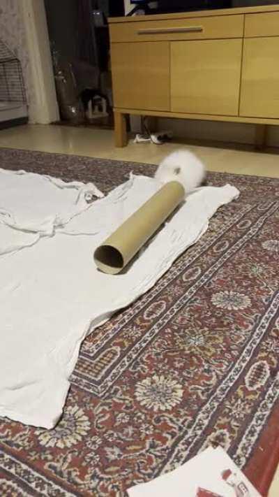 Is it a bunny, or is it a non-Newtonian liquid?