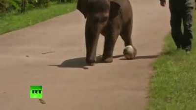 Exercising with his keeper