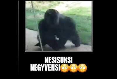 Tik rodom posūkį, ponas, prašau😒🤚