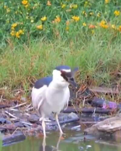 Black crowned night heron makes short work of a duckling
