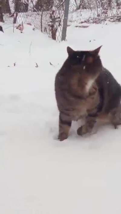 Took my deaf cat out in the snow for first time ever. She was... frazzled. 