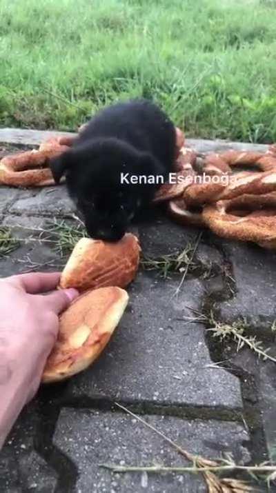 hayvan fırın açacak amk