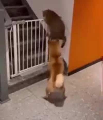 To help a buddy over the gate