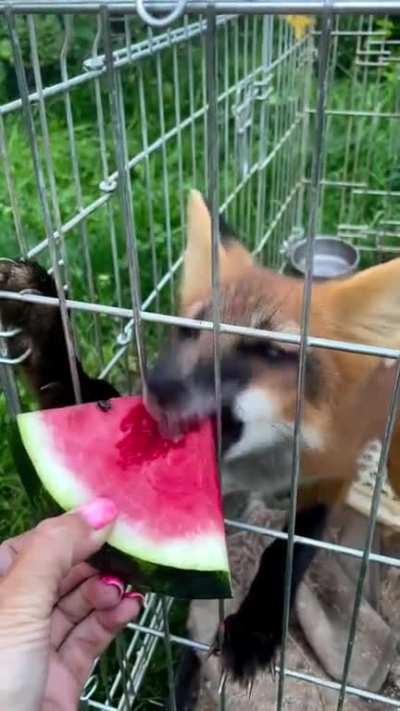 Fox viciously devours a watermelon slice