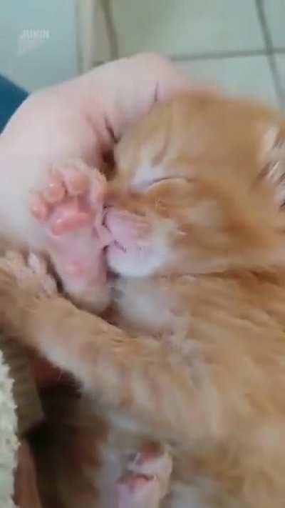 Adorable Ginger kitten sucking his thumb while sleeping.