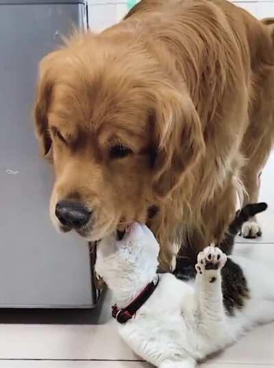 So who's got who here ?