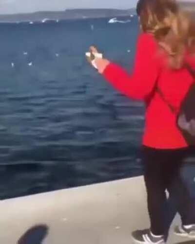 Feeding sea gulls a phone might not be a good idea