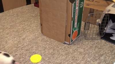 My smart pet rat Blackberry doing a rebound off a wall!