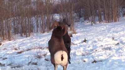 🔥 Three-way Bighorn Ram Headbutting Battle in Canadian Rockies