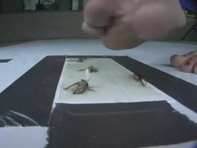 Monday’s are better when there is a freebie on your favourite crush page. Yes or no? I’m guessing yes, that’s why I posted. 😉💪