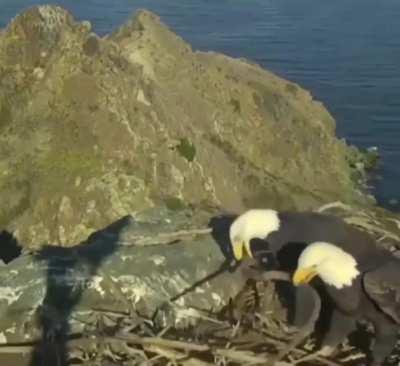 This eagle couple having a disagreement on how to organize nest