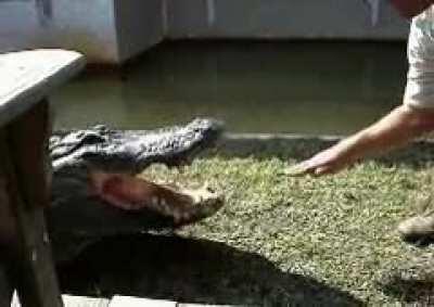 Trying to put on a show