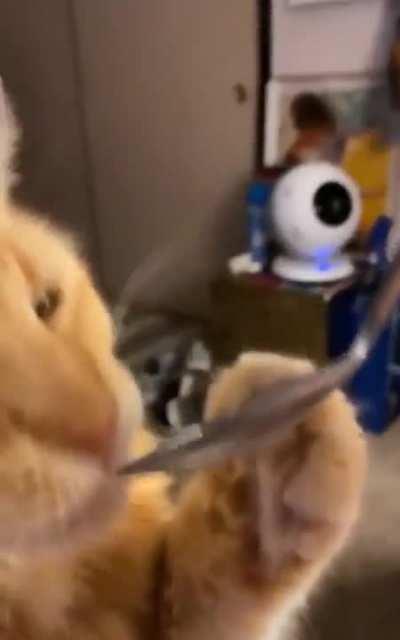 Cat can take one bite 