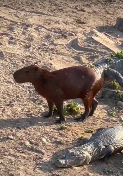 Capybara tiptoes through a field of Caiman, cool as a cucumber.