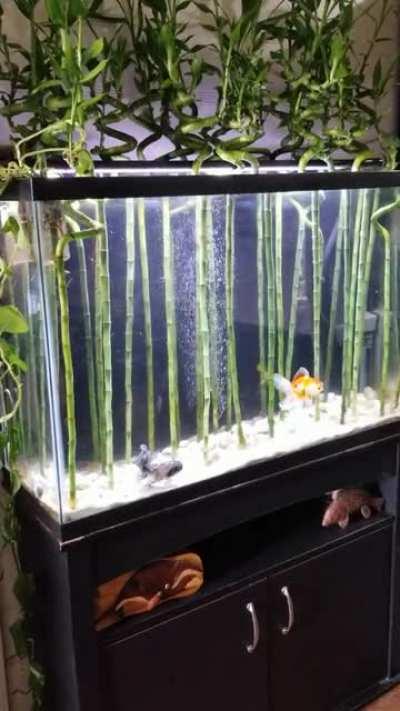 Finally happy with my goldfish tank!