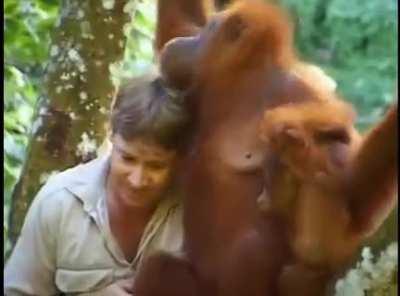Steve Irwin has an emotional encounter with a mother Orangutan while filming Faces in the Forest, Indonesia, 1997