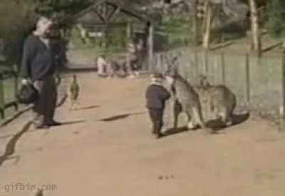 hmm if you run up to A Kangaroo?