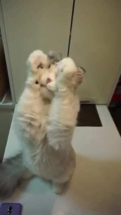 Caught him with his antenna