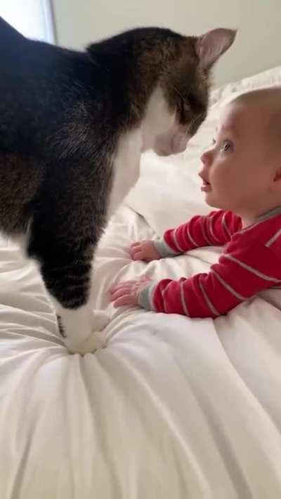 How to adopt a tiny hooman