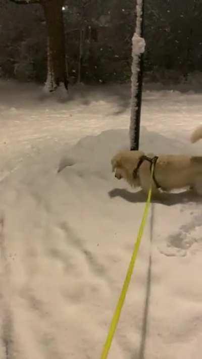 My dog woke me up at 4 am to go out and do this