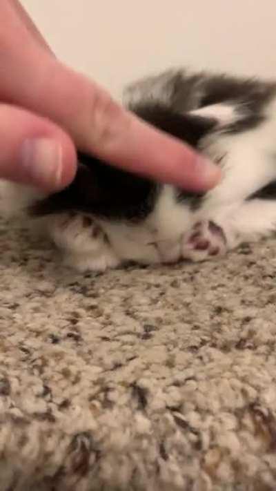 Smol fluffy foster babies, cameo by mama cat, Cleopatra