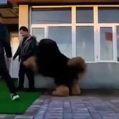 Big boi still thinks he’s a puppy