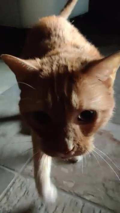 My 5 Pack a day Tripod, Peaches