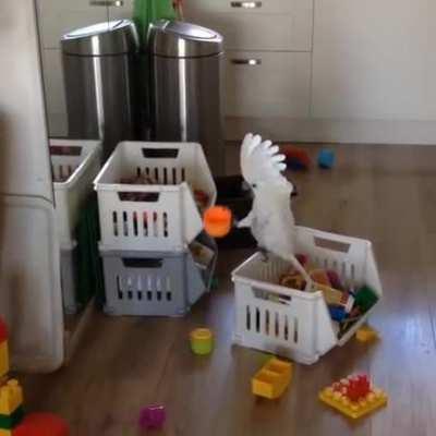 My favorite party parrot video (Harley the cockatoo on YT)