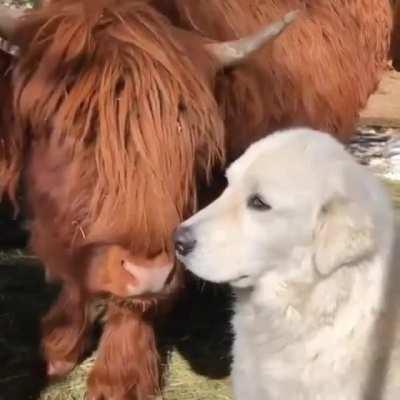 Best friendship I ever seen