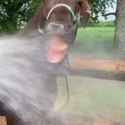 Blep blep tank u hooman for this hose