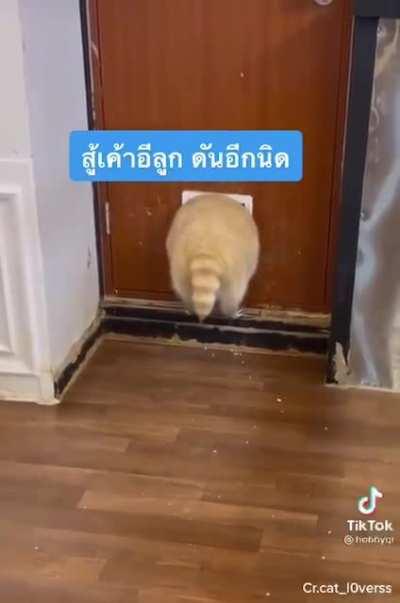 i need to know what animal this is. the text in the video wrongly says it's a cat but apparently it's not judging from its tail & i'm just curious what it actually is