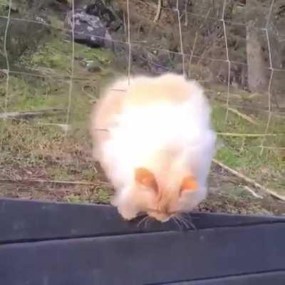 Я не толстый, я пушистый!