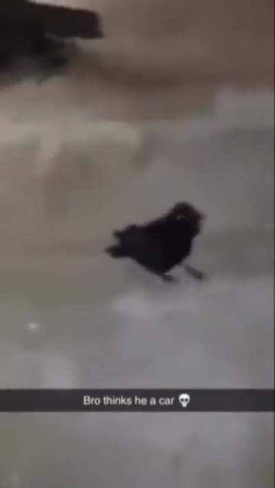 🚘🚓🎺🚓🚔🚔📯🚘📯📯📯🎺🎺🏎🏎🎺🏎📯