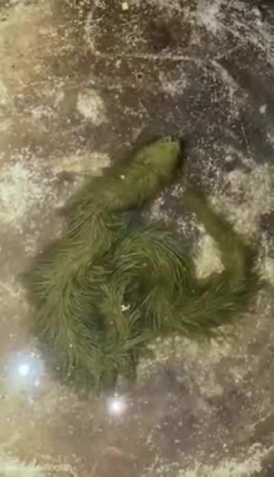 🔥A snake covered in algae. A rare event that will end the next time the snake sheds its skin