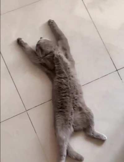 help, my cat has a hungry fainting