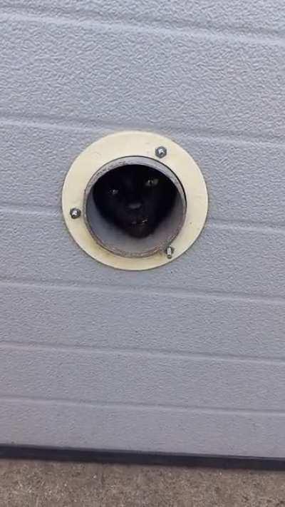 Scooter Shop Kitty Knows We Have Treats